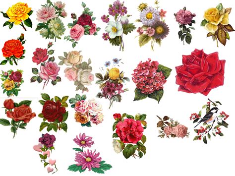Maybe you would like to learn more about one of these? Vintage Flower Pictures - Beautiful Flowers | drawings ...