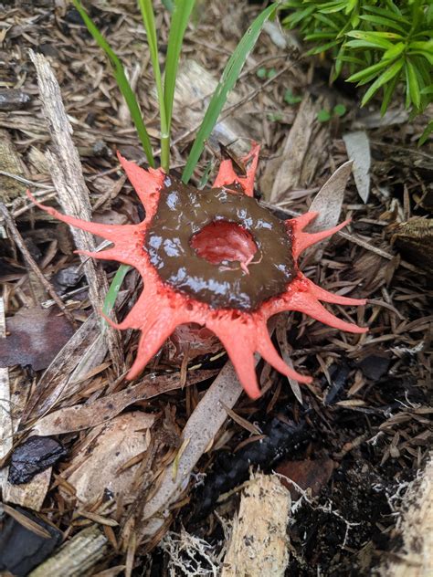 Any Idea What This Weird Mushroomfungi Is Gardening Garden Diy