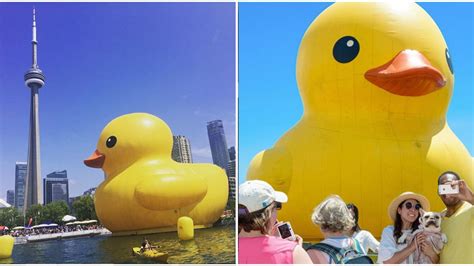 Torontos Giant Rubber Duck Is Floating Into The City This Summer Narcity