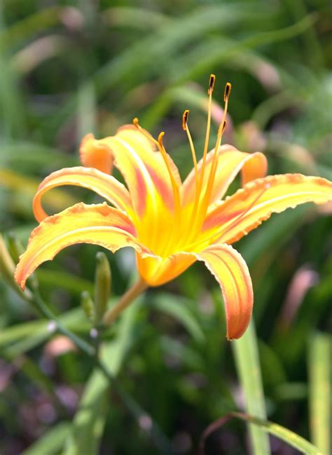 Orange Daylily Flower Stevechiang Flickr