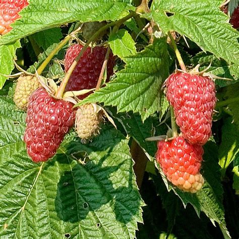 Raspberry Shortcake Raspberry Plant Addicts