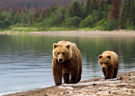 Wildlife In Canada Alaska And The Arctic Audley Travel