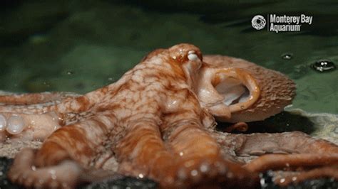 Octopus Cephalopod GIF By Monterey Bay Aquarium Find Share On GIPHY