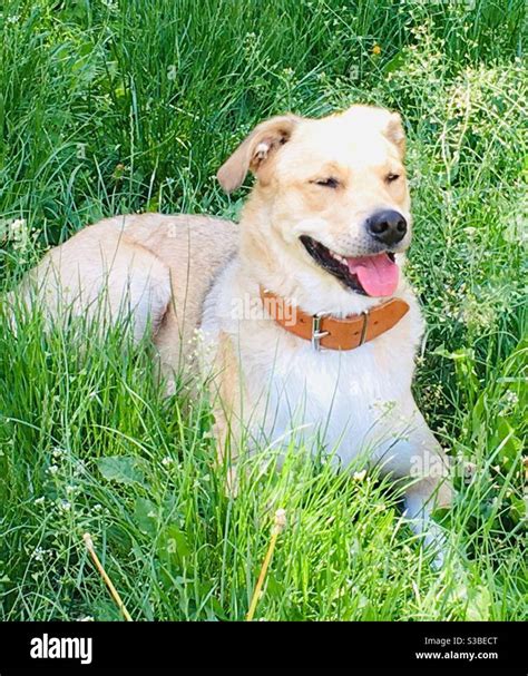 Happy Dog Lying In Grass With His Tongue Sticking Out Stock Photo Alamy
