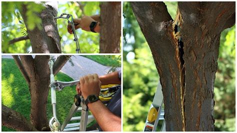 How To Fix A Split Tree Sarpo