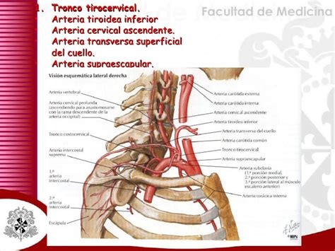 Angiologia De Cuello Arterias