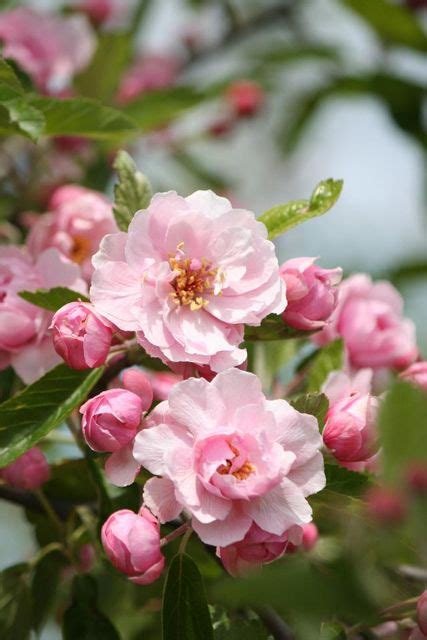 Crabapple Prairie Rose Usually Fruitless And Fragrant