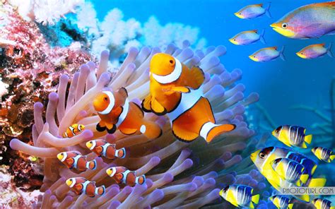 The Most Beautiful And Colorful Aquatic Sea Creatures Life Wallpaper For Computer And Laptops