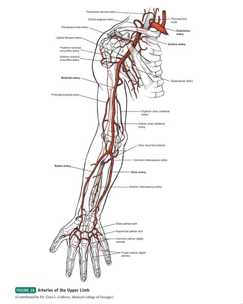 Arterial Supply To The Upper Limb Subclavian Brachial My Xxx Hot Girl