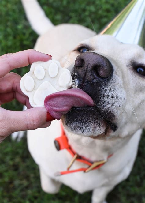 Frozen Peanut Butter And Banana Yogurt Dog Treats Recipe Peanut