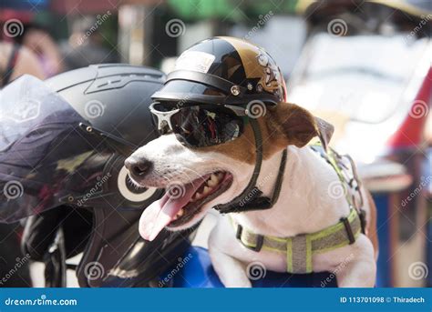 Dog Wearing A Helmet Stock Photo Image Of Brown Helmet 113701098