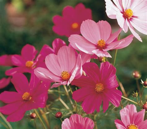 Cosmos Sensation Mix Flower Seeds Easy To Grow Cosmos Flower Etsy