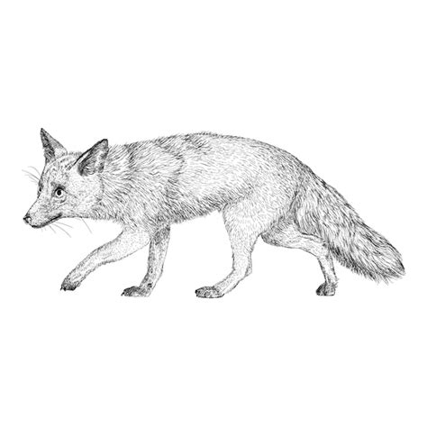 Premium Vector Fox Illustration In Hand Drawn Design