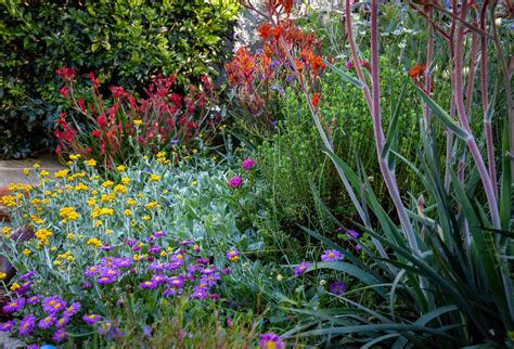 Top 10 Small Native Plants For Cottage Gardens The Botanical Planet