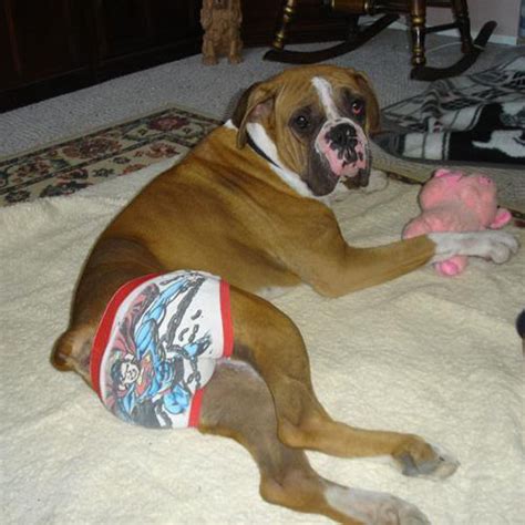 Maybe you would like to learn more about one of these? Dogs Wearing Underwear: Need We Say More? | HuffPost