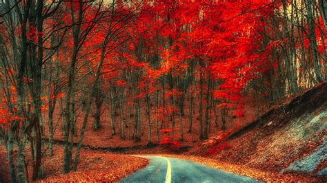 Autumn Road Hd Wallpaper Background Image 2048x1152