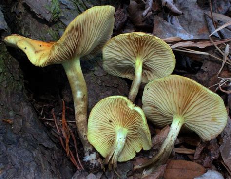 North Carolina Winter Fungi Mushroom Hunting And Identification