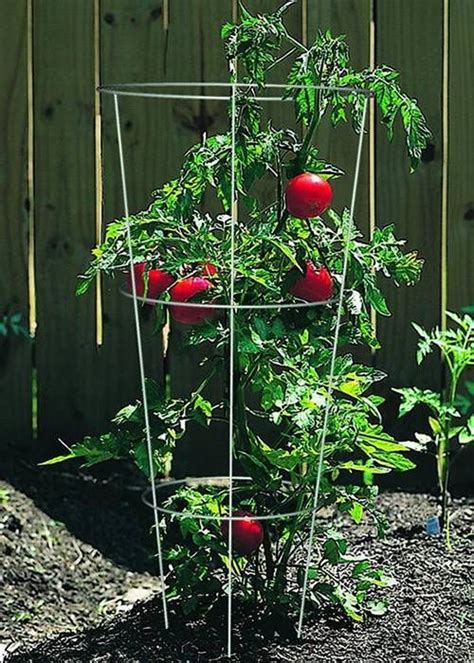 Three Rings Straight Shape Wire Round Plant Support For Tomato Plant