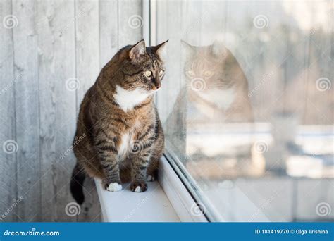 Cat Sitting On The Window Sill And Looking Through The Window Stock