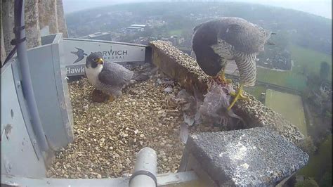 Norwich Cathedral Peregrines 2022 Youtube