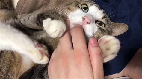 Adorable Cat Sucks Finger Youtube