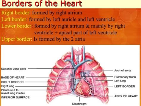 External Features Of Heart