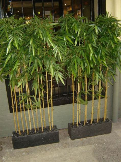 What the again garden minimalist design modern suitable used on the ground narrow in front page house for instance for the house type 36, 21. bamboo plants to use for screening - Google Search ...