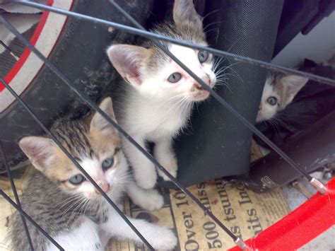 Spca Kk Adoption Programme Kittens In Need For Adoption Asap