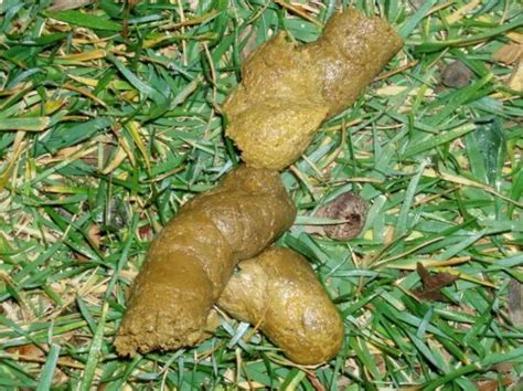 Maggots In Dog Poop