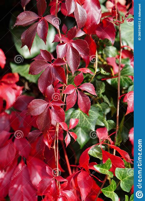 Virginia Creeper Parthenocissus Quinquefolia Plant With Autumn Red