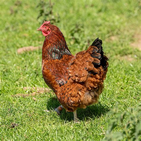 Red Sussex Breeder In Northumberland Bobs Hens