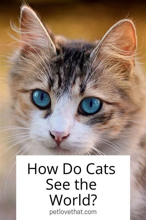 Cats have quite large and mobile third eyelids. How Do Cats See the World | Cats, Cat run