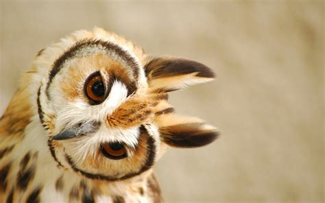 73 Cute Owl Wallpaper On Wallpapersafari