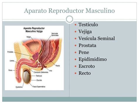 Aparato Reproductor Masculino Aparato Reproductor Sistema Porn Sex