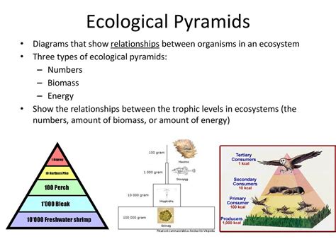 What Is An Ecological Pyramid Describe The Three Types