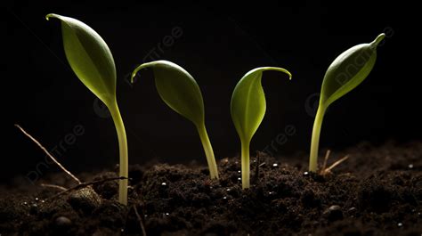 Four Seedlings Sprout From Dirt Background Fertile Picture Background