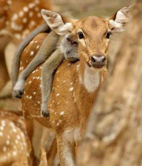 Pin By Joann Shoe Queen 2 On Natures Odd Couples ♥ Animals