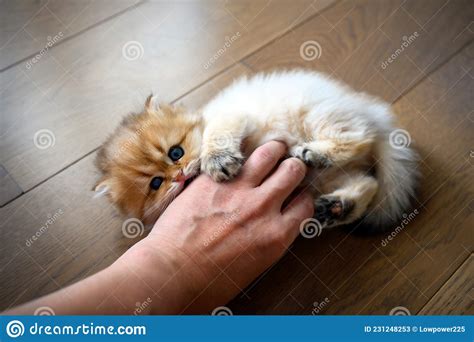 Kitten Gnawing Fingers Cat Teasing People`s Hand Cute Little British