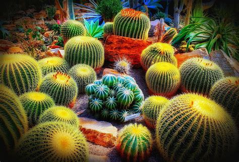Stock Of Cacti Cactus Cactus Garden Hd Wallpaper Pxfuel