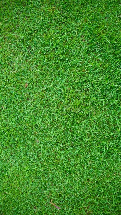 Top 32 Imagen Background Green Grass Ecovermx
