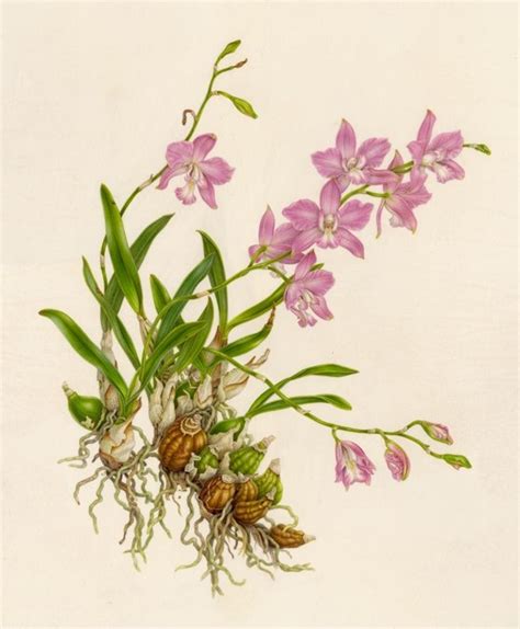 Orchids Botanical Art Botanical Painting Botanical Illustration