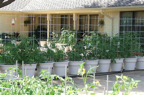 Container Gardening The Unconventional Tomato