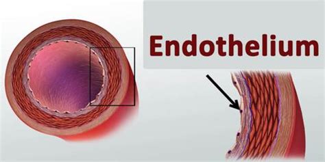 Endothelium Assignment Point