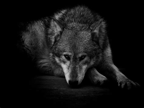 Standard Dark Lone Wolf And Background Sad Wolf Hd Wallpaper Pxfuel