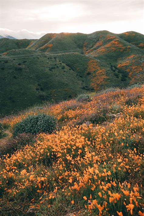 The Best Places To See Wildflowers In Southern California Nature