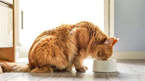 Tips for helping a cat gain weight. How To Increase A Cats Weight