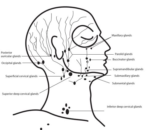 Diagram And Wiring Diagram Of Lymph Nodes In Face