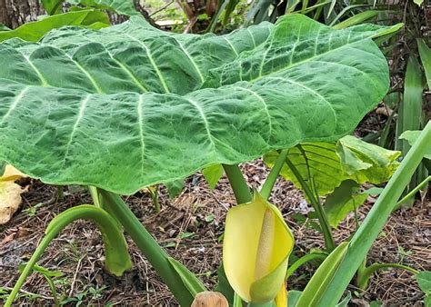 Elephant ear plants like to be misted, it keeps them happy because it is a good way to keep their soil moist. Florida Noxious Weed Elephant Ear | Amelia Island Living