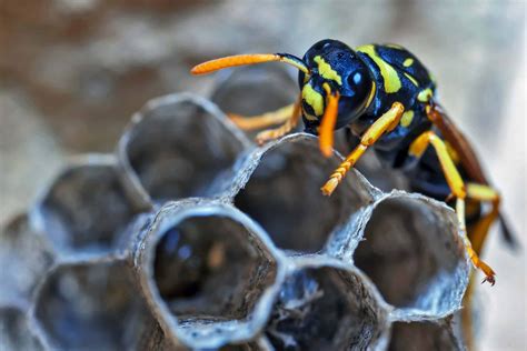 Are Wasps Dangerous To Humans Emtec Pest Control