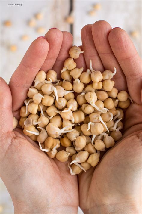 sprouted chickpeas 101 how to soak cook and sprout nutriplanet